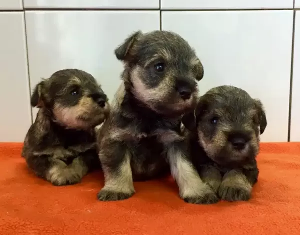 Irk Garantili Schnauzer Yavruları