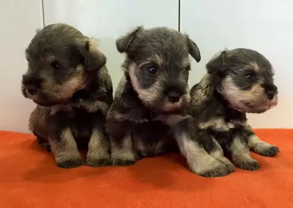Irk Garantili Schnauzer Yavruları