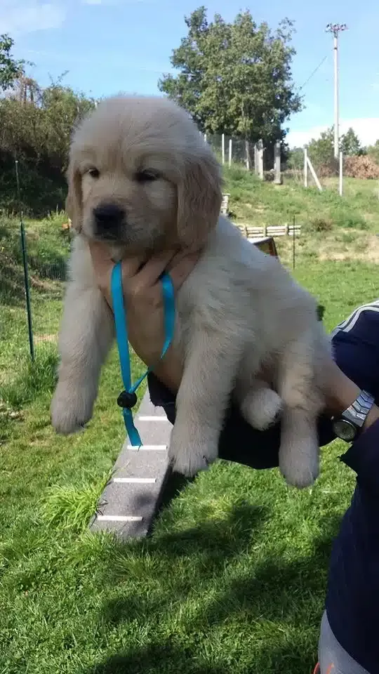 Golden Retriever Yavruları
