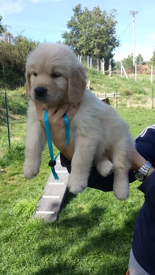Safkan Golden Retriever Yavruları