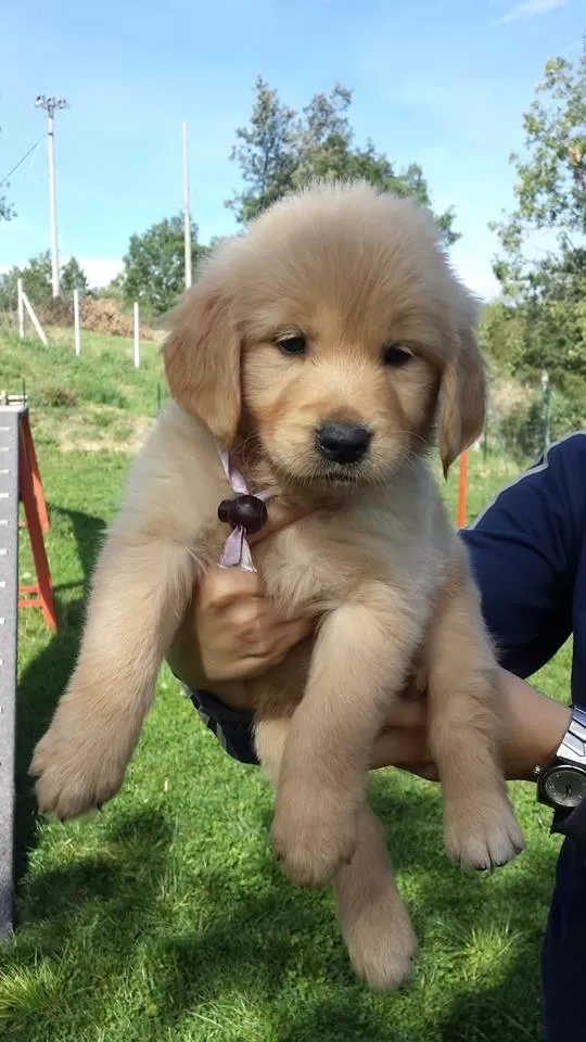 Safkan Golden Retriever Yavruları