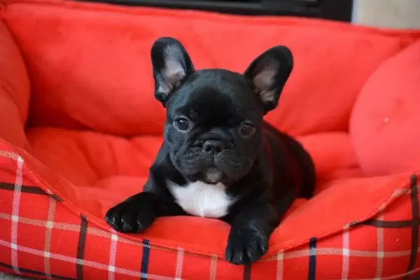French Bulldog Yavruları