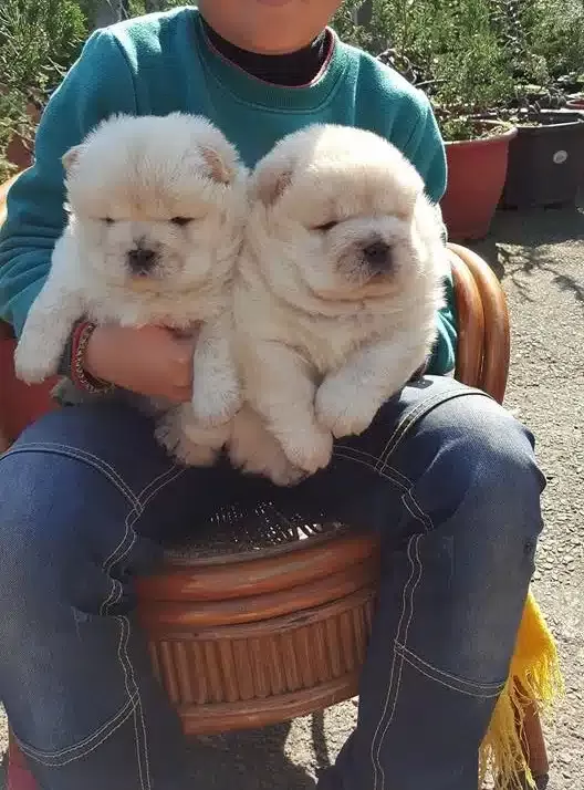 Pofuduk Chow Chow Yavruları