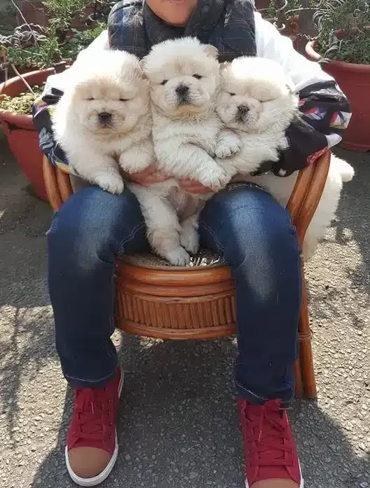 Pofuduk Chow Chow Yavruları