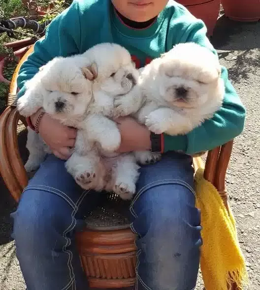 Pofuduk Chow Chow Yavruları