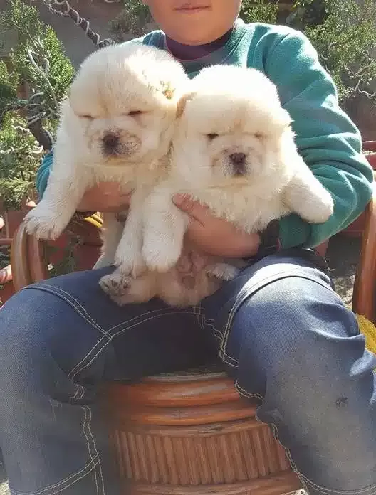Pofuduk Chow Chow Yavruları