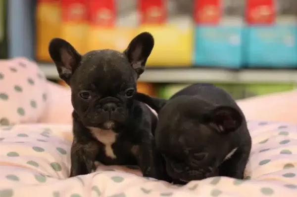 French Bulldog Yavruları