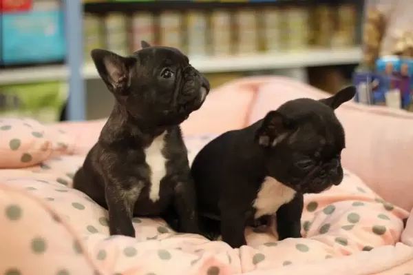 French Bulldog Yavruları