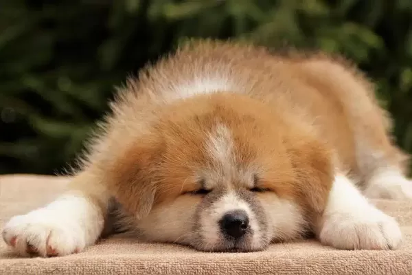 Irk Garantili Akita İnu Yavruları