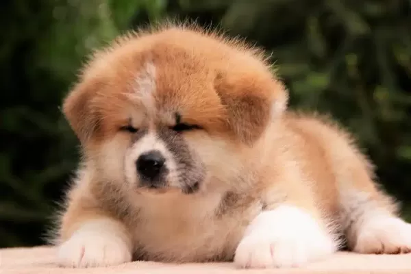 Irk Garantili Akita İnu Yavruları