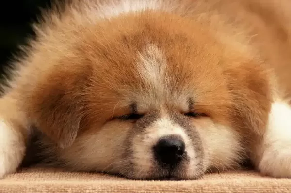 Irk Garantili Akita İnu Yavruları