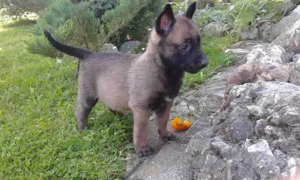 Belçika Malinois Yavruları