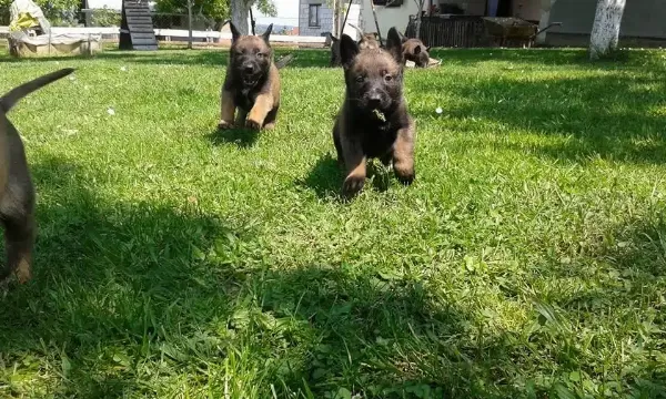 Belçika Malinois Yavruları