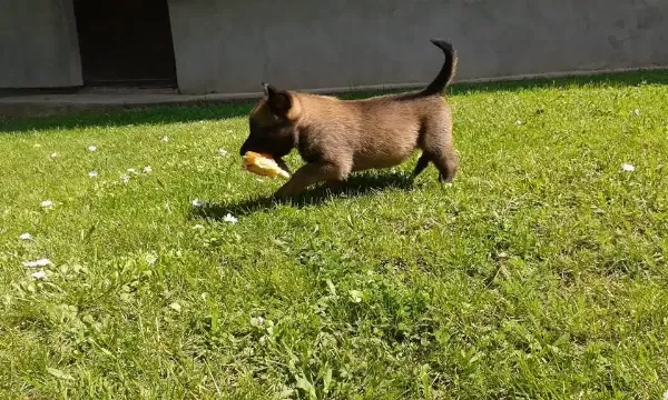 Belçika Malinois Yavruları
