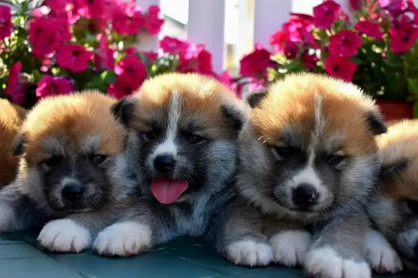 Irk Garantili Akita İnu Yavruları