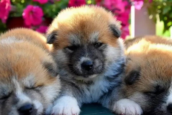 Irk Garantili Akita İnu Yavruları