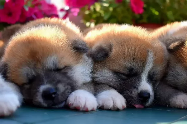 Irk Garantili Akita İnu Yavruları