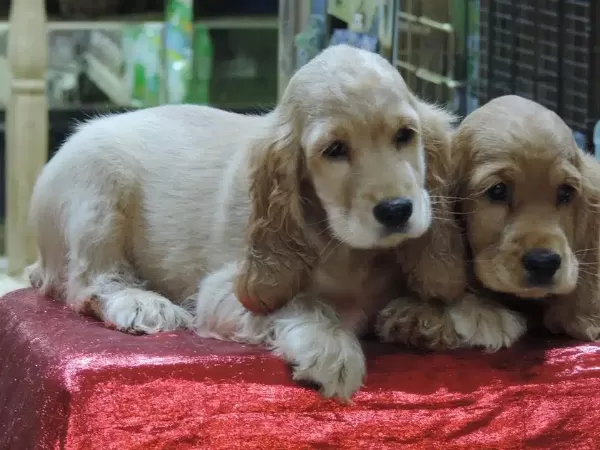 Irk Garantili Cocker Yavruları