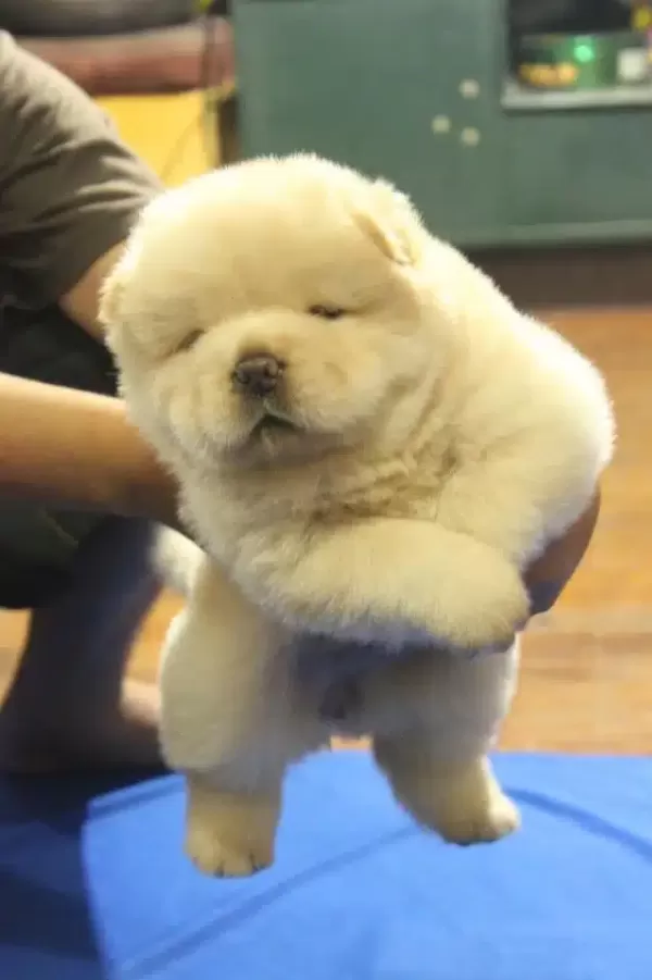 Irk Garantili Chow Chow Yavruları