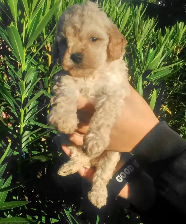 Birbirinden  Güzel Ve Oyuncu Maltipoo Yavruları