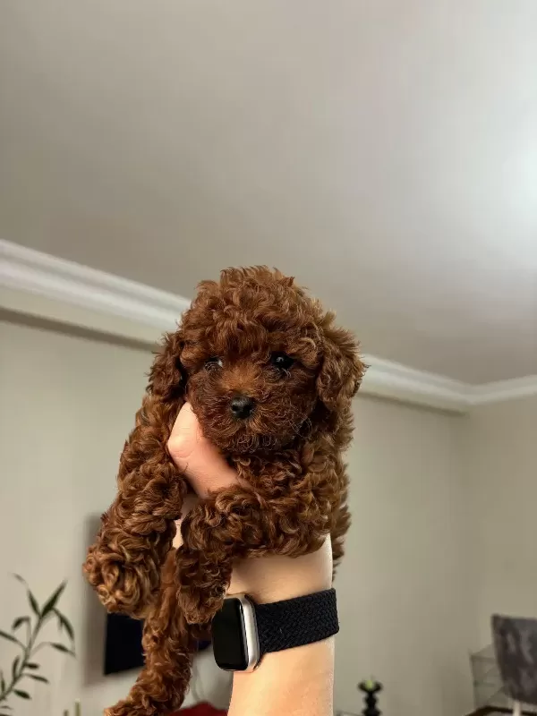 Muhteşem Red Brown Yavrularımız