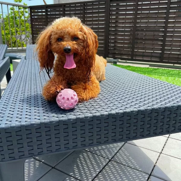Toy Poodle Irk Garantili Yavrular