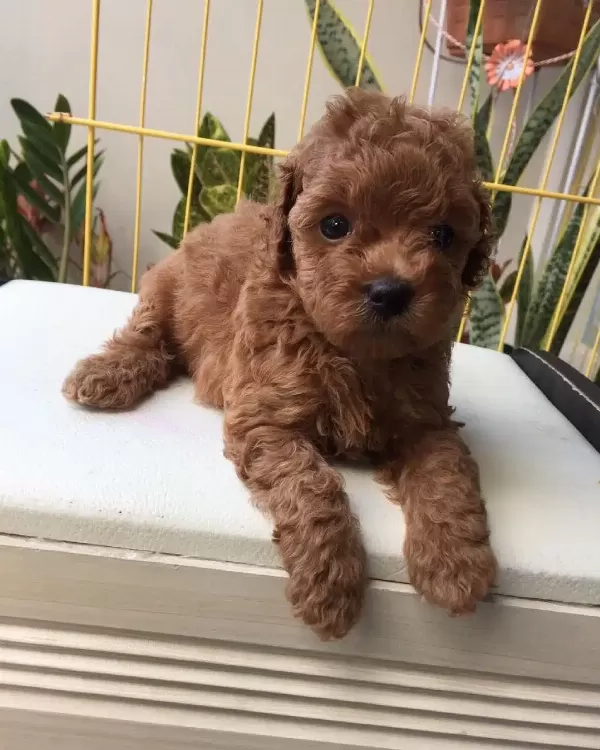 Toy Poodle Irk Garantili Yavrular