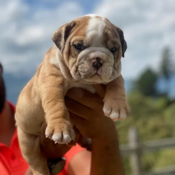 İngiliz Bulldog Yavruları
