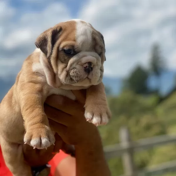 İngiliz Bulldog Yavruları