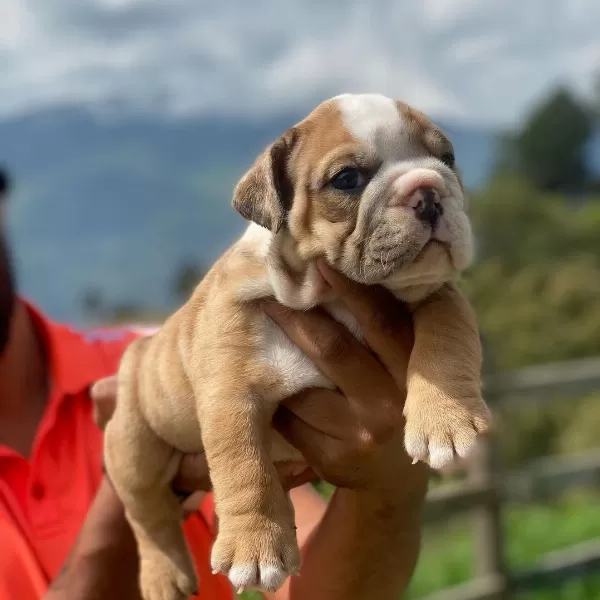 İngiliz Bulldog Yavruları