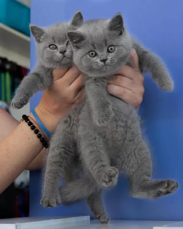 British Shorthair Yavruları