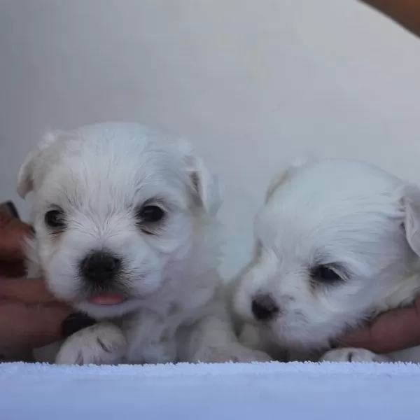 Irk Garantili Maltese Yavruları