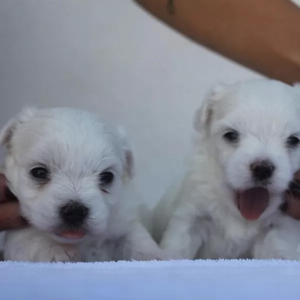 Irk Garantili Maltese Yavruları