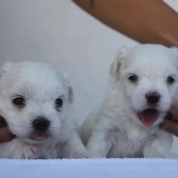 Irk Garantili Maltese Yavruları