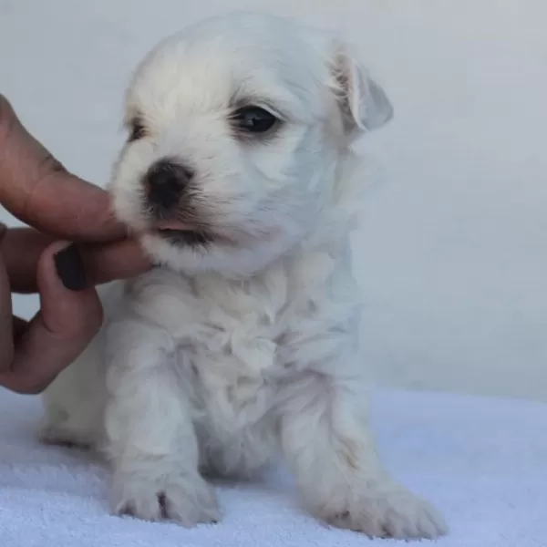 Irk Garantili Maltese Yavruları
