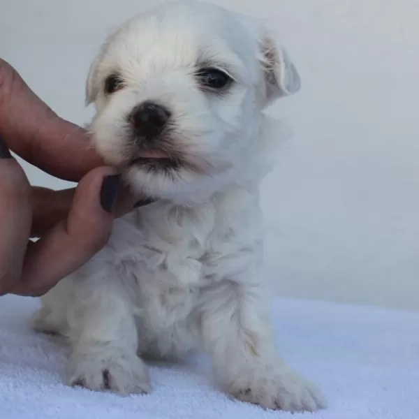 Irk Garantili Maltese Yavruları