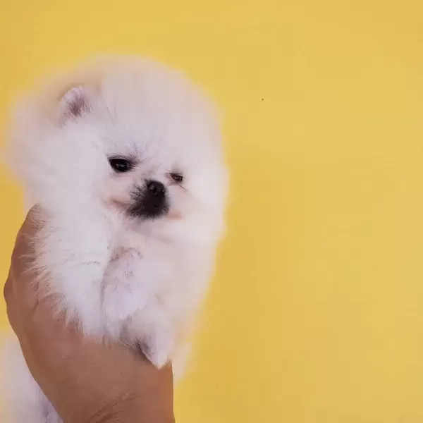 Pomeranian Boo Yavruları