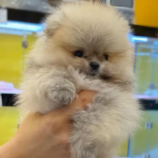 % 100 Ayı Surat Pomeranian Yavruları