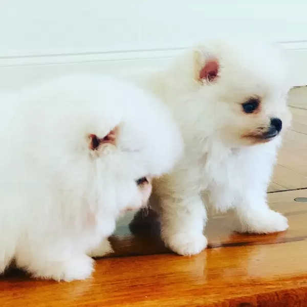 Pomeranian Boo Yavruları