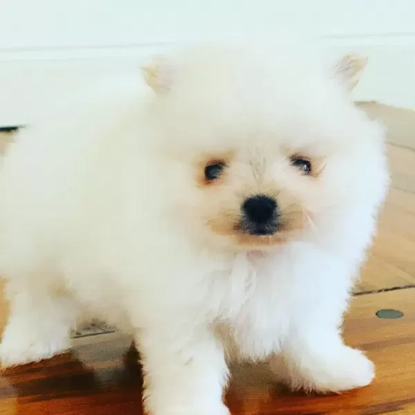 Pomeranian Boo Yavruları