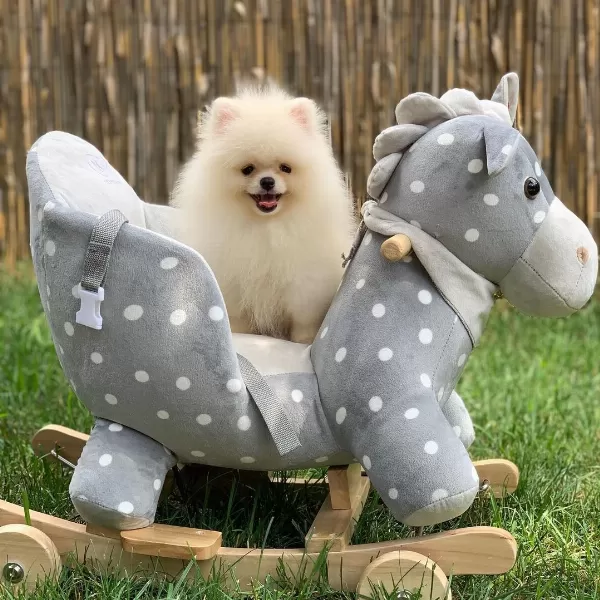 Özel Pomeranian Yavruları