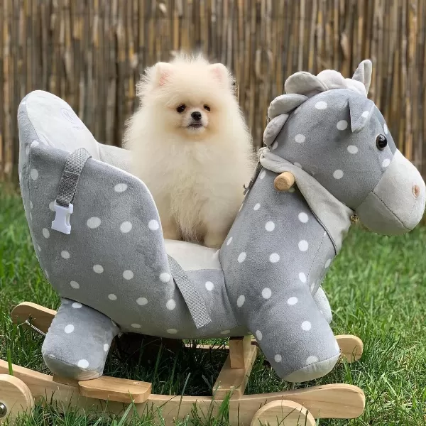 Özel Pomeranian Yavruları