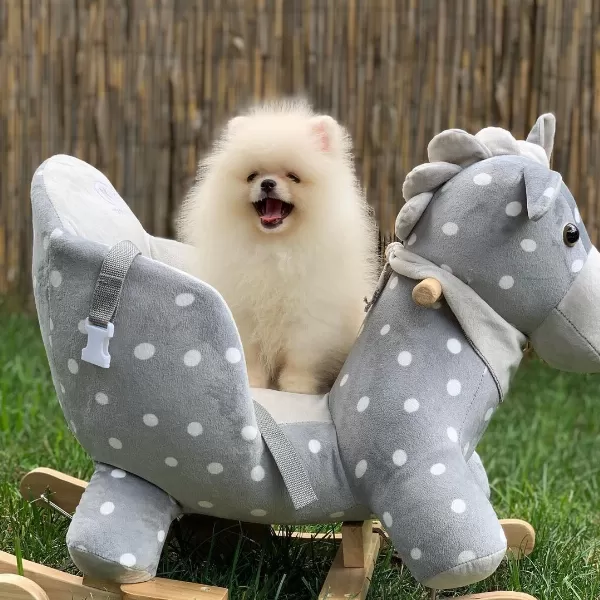 Özel Pomeranian Yavruları
