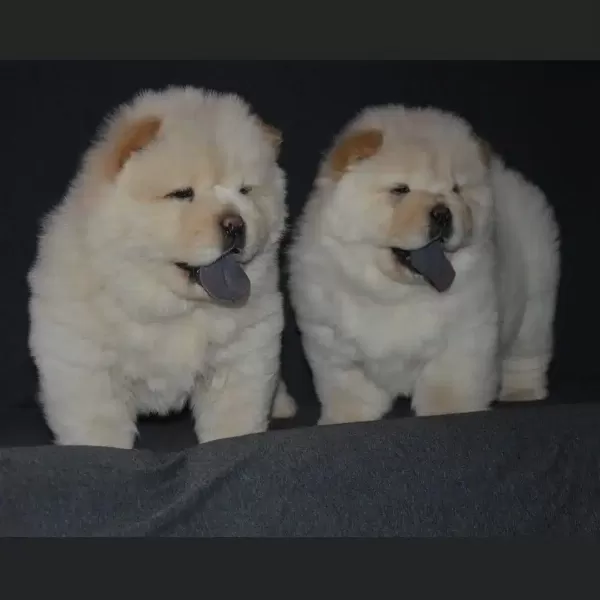 Irk Garantili Chow Chow Yavruları