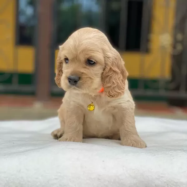 Dünya Tatlısı Cocker Yavruları