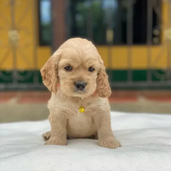 Dünya Tatlısı Cocker Yavruları