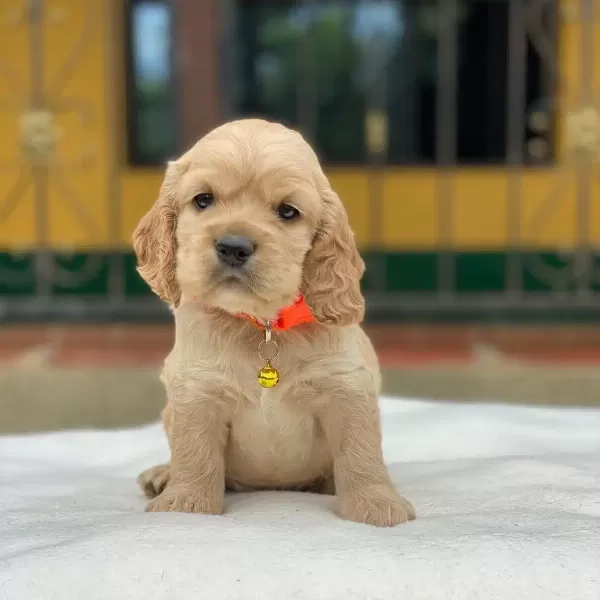 Dünya Tatlısı Cocker Yavruları