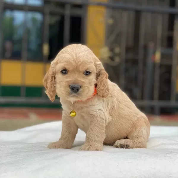 Dünya Tatlısı Cocker Yavruları