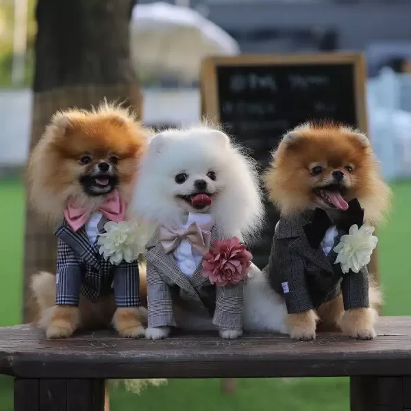 Teddy Bear Pomeranian Yavruları