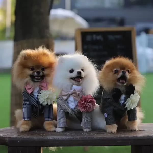 Teddy Bear Pomeranian Yavruları